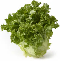 Organic Green Leaf Lettuce