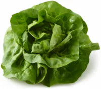 Boston Butter Lettuce