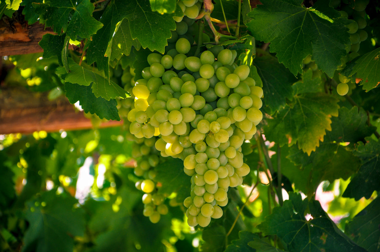 Green Seedless Grapes